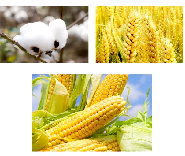 compound plant growth regulators