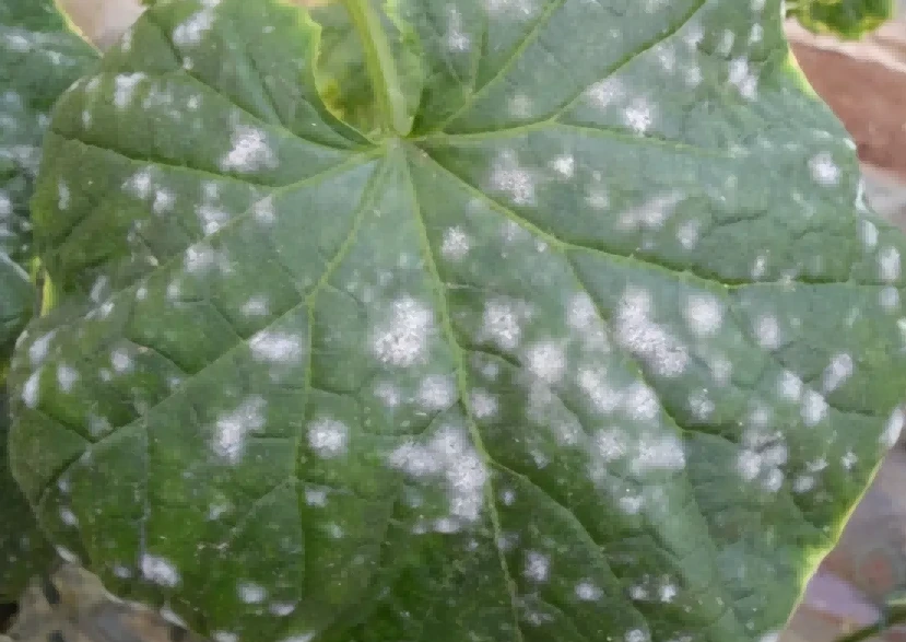 Cucumber powdery mildew