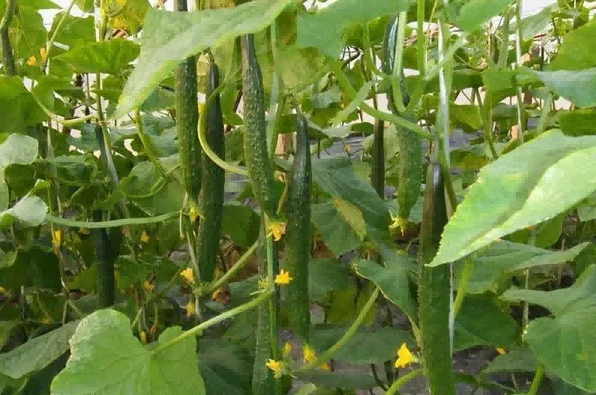 cucumber