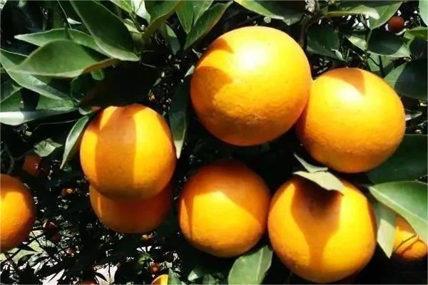 Citrus, grape, lychee, longan, apple, pear Citrus, grape, lychee, longan, apple, pear