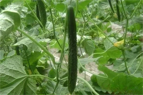 Watermelon, melon, cantaloupe, cucumber and other melons Watermelon, melon, cantaloupe, cucumber and other melons