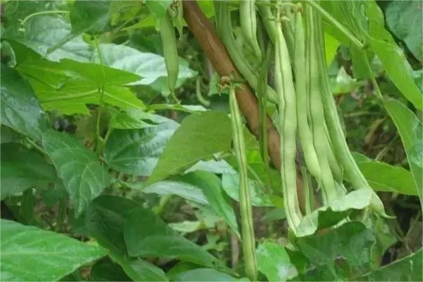 Snow beans, beans, peas and other beans Snow beans, beans, peas and other beans