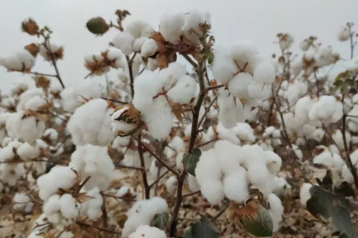 cotton cotton