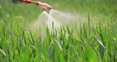 the precautions during the use of fungicides the precautions during the use of fungicides