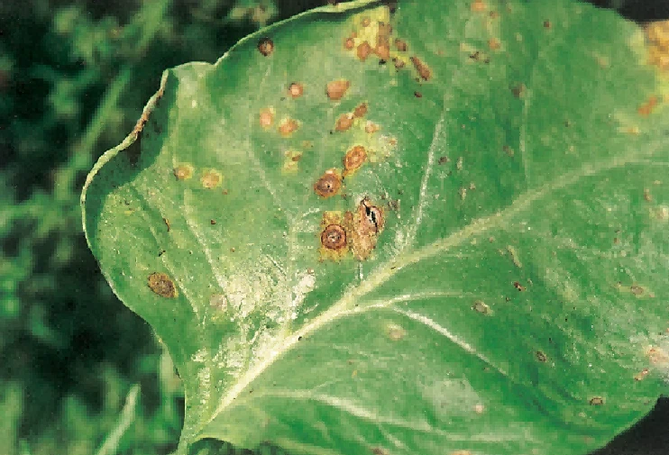 spinach brown spot disease