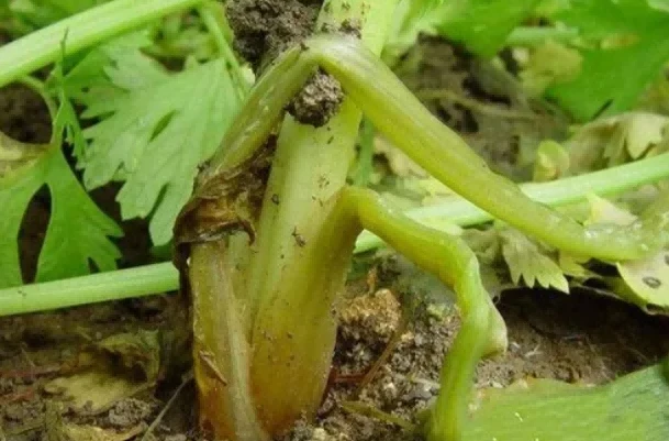 celery damping-off celery damping-off