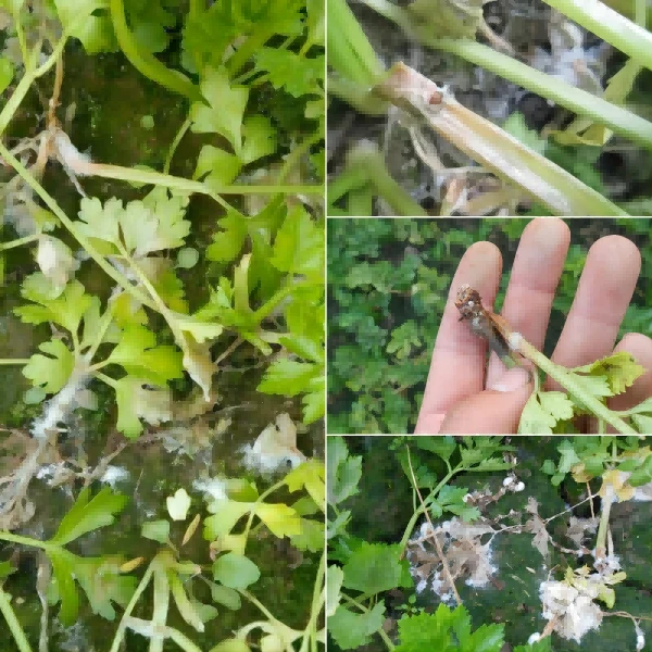 celery sclerotinia 6 celery sclerotinia 6