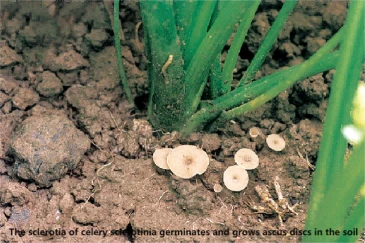 celery sclerotinia 5 celery sclerotinia 5