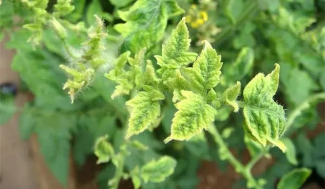 Tomato Yellow Leaf Curl Virus Tomato Yellow Leaf Curl Virus