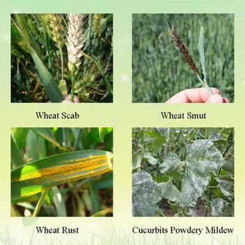 Application Application