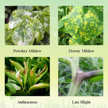 Application Application