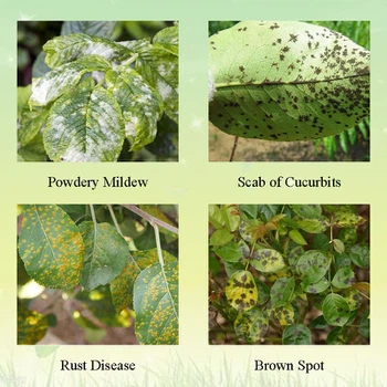 Application Application