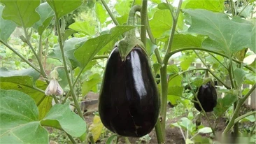 3376847339d64b30e2b74e 3376847339d64b30e2b74e