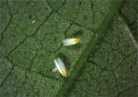 info-1067-746 info-1067-746