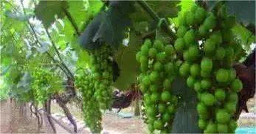 Thiamethoxam Thiamethoxam