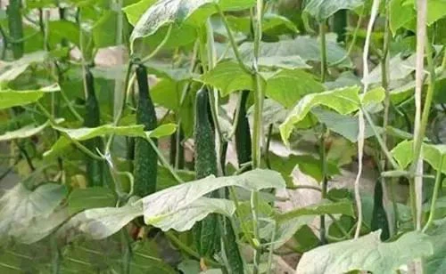 Thiamethoxam Thiamethoxam