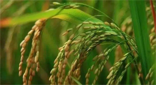 Thiamethoxam Thiamethoxam