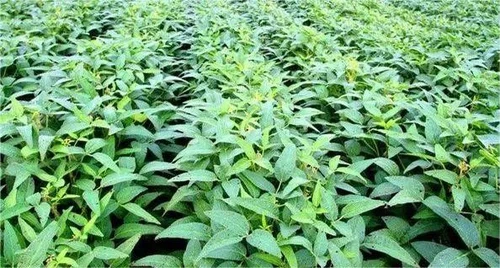 Thiamethoxam Thiamethoxam