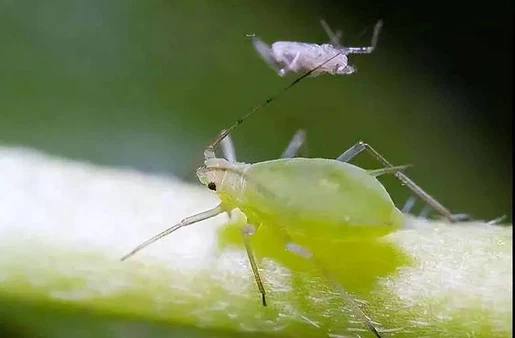 Aphids Aphids