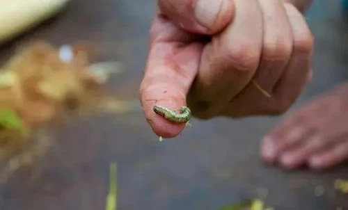 Cotton bollworm Cotton bollworm
