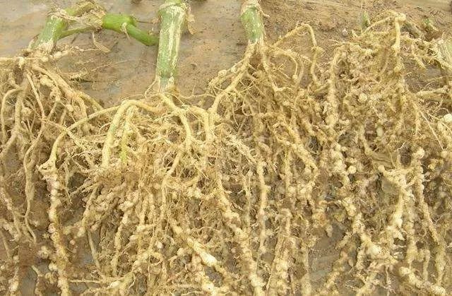 Root knot nematode Root knot nematode