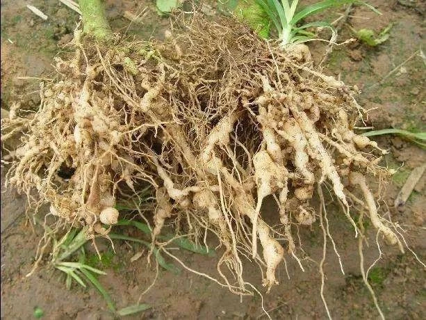Root knot nematode Root knot nematode
