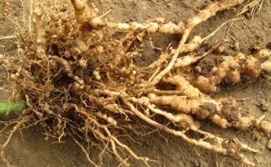 Yam root rot and wilt Yam root rot and wilt