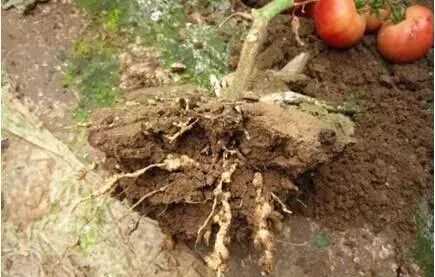 Tomato root-knot nematodes Tomato root-knot nematodes