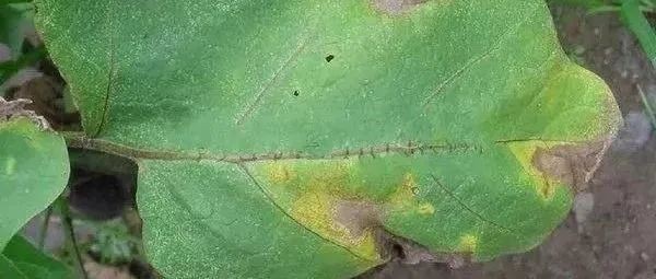 Powdery mildew Powdery mildew