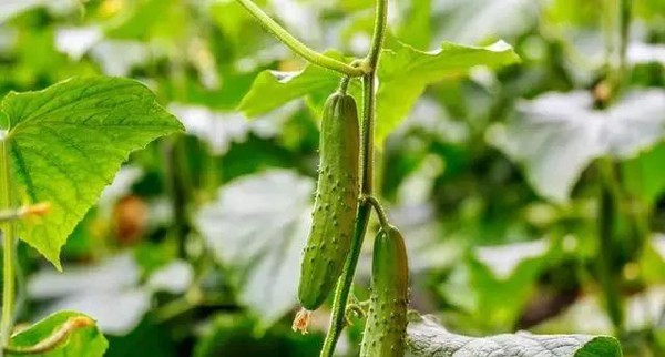 Anthracnose Anthracnose