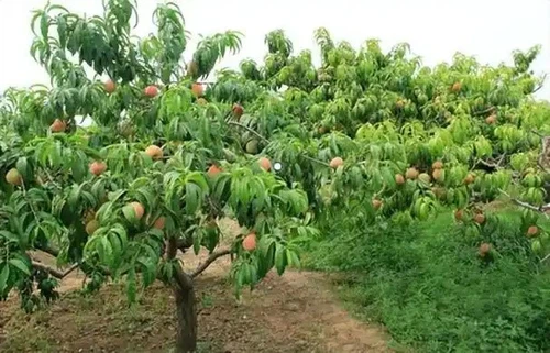 Planting peach trees Planting peach trees