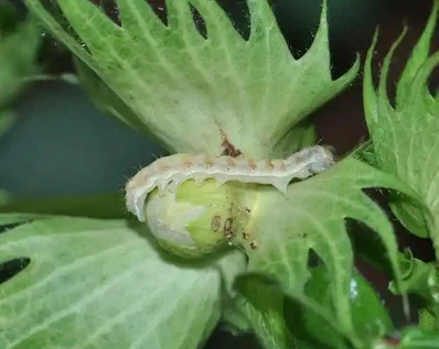 Control of cotton bollworm Control of cotton bollworm