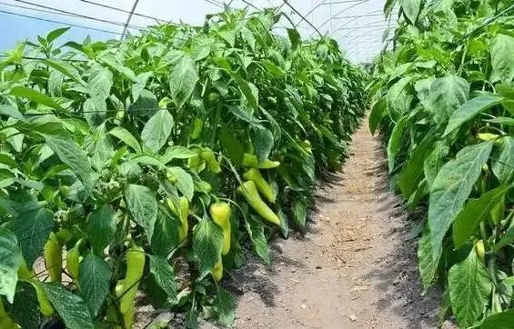 Crop growth control Crop growth control