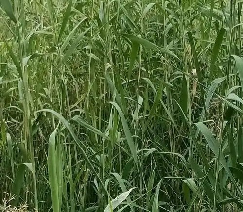 reed grass reed grass