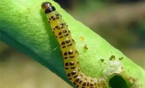 Indoxacarb applications Indoxacarb applications