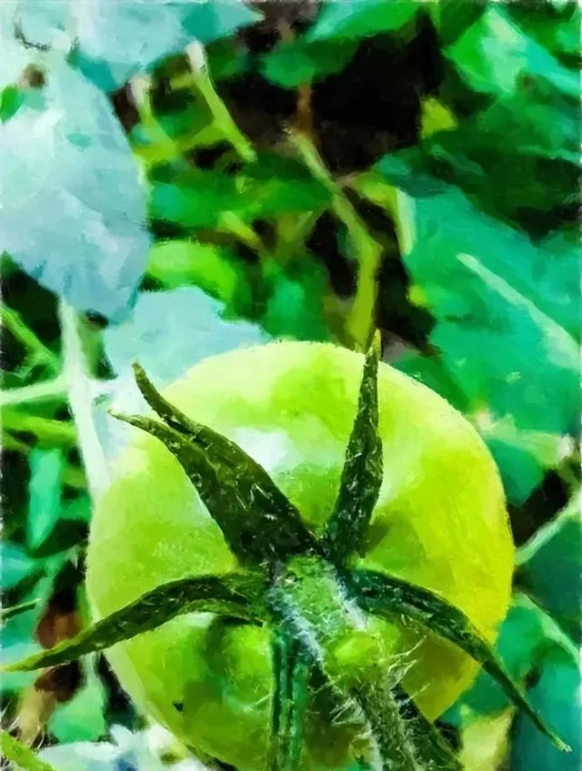 Pyraclostrobin applications Pyraclostrobin applications